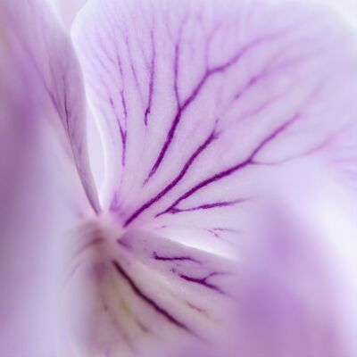 Botanical Orchid Petal Vein Canvas Painting