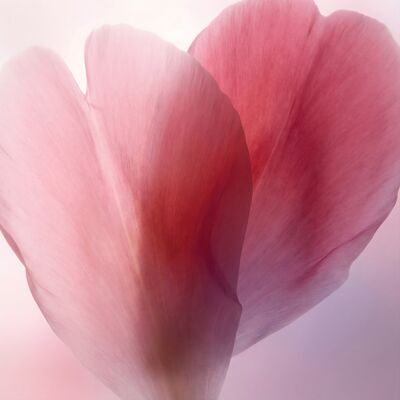 Peony Petal Layered Canvas Wall Art