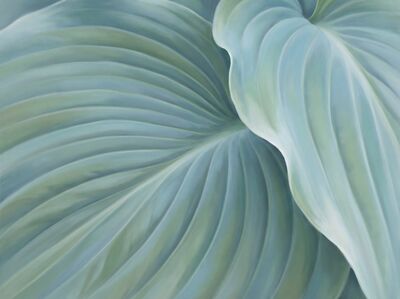 Hosta Leaf Curves Canvas Wall Art