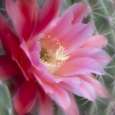 Cactus Flower Magenta Botanical Canvas Painting