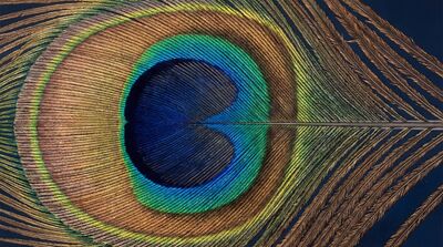 Peacock Feather Macro Detail Canvas Painting