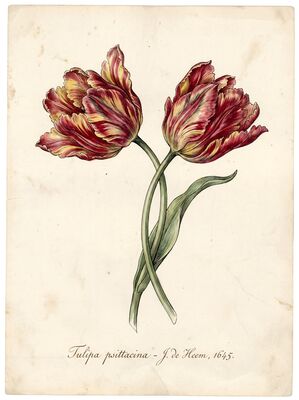Vintage Botanical Parrot Tulips Canvas Wall Art