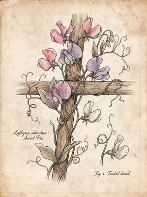 Vintage Botanical Sweet Pea Vine Canvas Painting