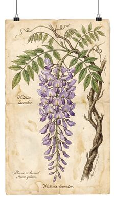 Vintage Botanical Wisteria Cascade Canvas Wall Art