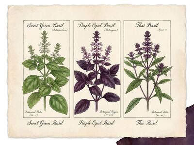 Vintage Basil Varieties Botanical Canvas Wall Art