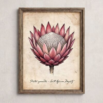 Vintage King Protea Botanical Canvas Wall Art