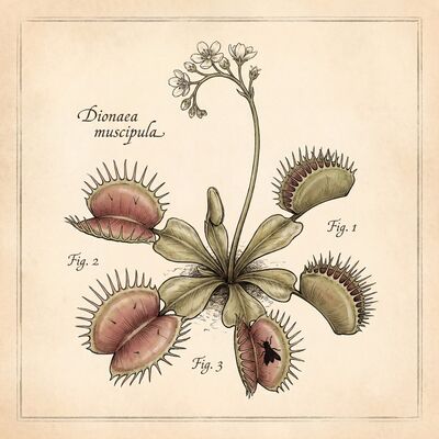 Venus Flytrap Vintage Botanical Canvas Wall Art