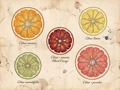 Vintage Botanical Citrus Cross-Sections Canvas Wall Art