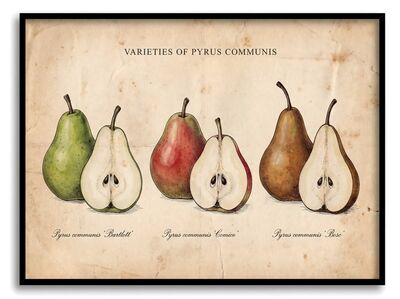 Vintage Botanical Pear Progression Canvas Painting