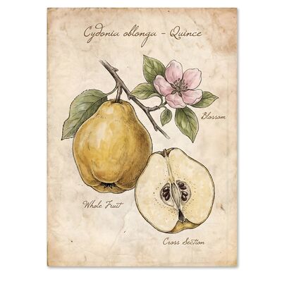 Vintage Botanical Quince Golden Canvas Wall Art