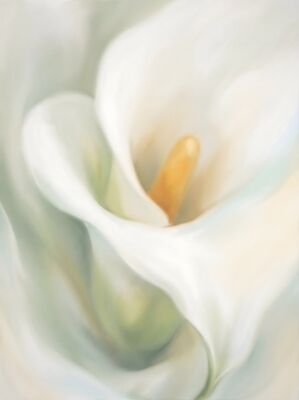 Calla Lily Curve Floral Canvas Wall Art