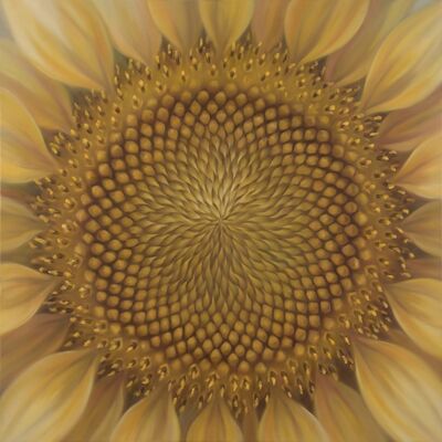 Sunflower Golden Center Floral Canvas Wall Art