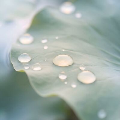 Lotus Leaf Water Canvas Wall Art