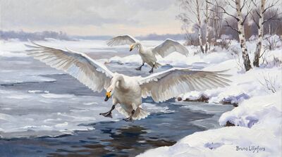 Whooper Swans Winter Landing Canvas Wall Art