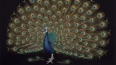 Solo Peacock Full Display Black Canvas Wall Art
