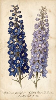 Delphinium Spikes Vintage Botanical Canvas Wall Art