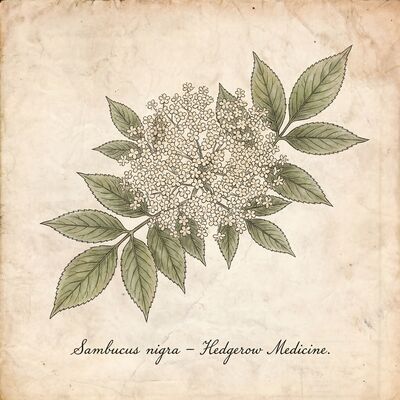 Vintage Botanical Elderflower Umbel Canvas Wall Art