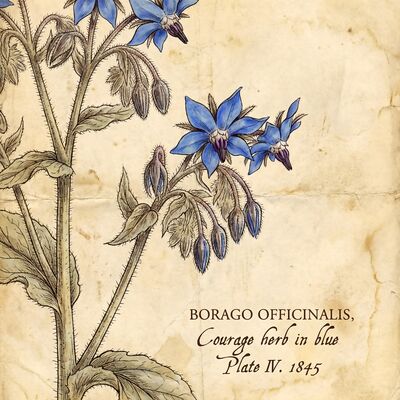 Vintage Borage Star Flowers Botanical Canvas Wall Art