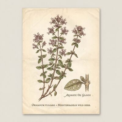 Vintage Botanical Oregano Wild Canvas Painting