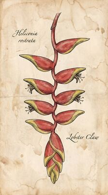 Heliconia Lobster Claw Vintage Botanical Canvas Wall Art