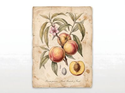 Vintage Botanical Peach Branch Canvas Wall Art